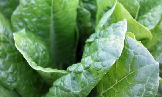 Green leafy vegetables