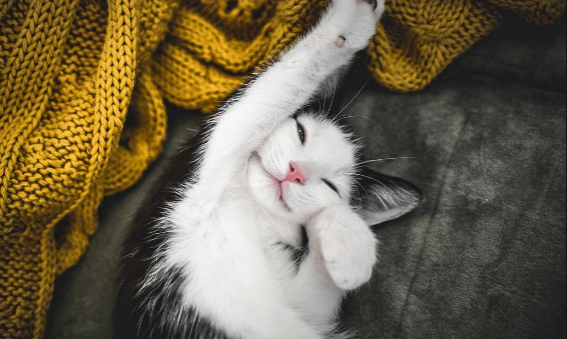 A black and white cat stretching on a grey blanket